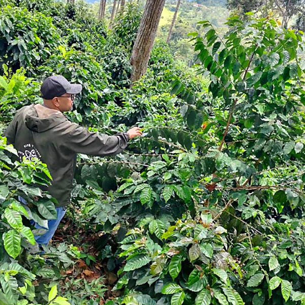 ベネズエラゲイシャ002