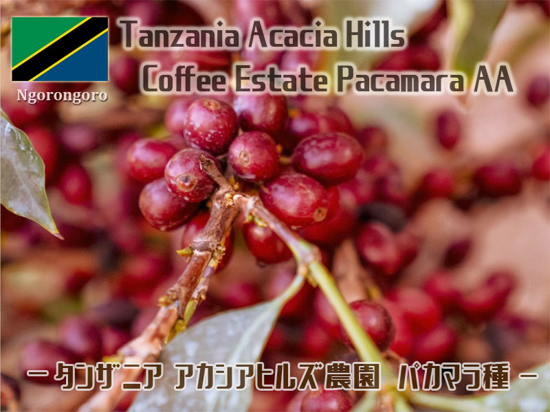 アカシヤパカマラ001 アカシヤヒルズ パカマラAA商品画像