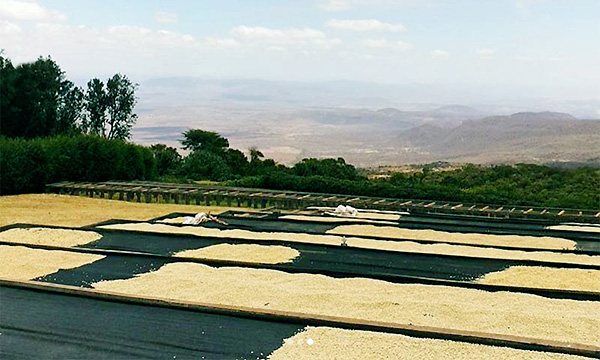 アカシアヒルズ農園サムネイル