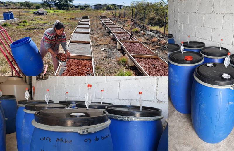 ドンラファダブルファーメンテーションサムネイル