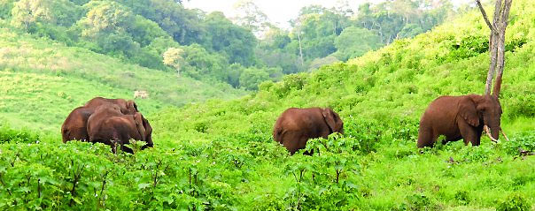 アカシアヒルズ農園付近サムネイル画像