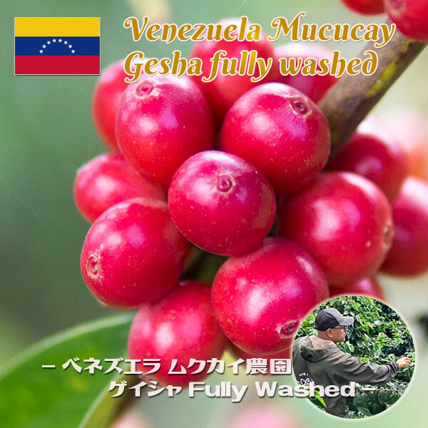 ベネズエラゲイシャ001 ベネズエラ ゲイシャサムネイル