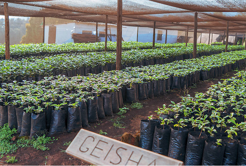 アカシヤゲイシャ0002-l