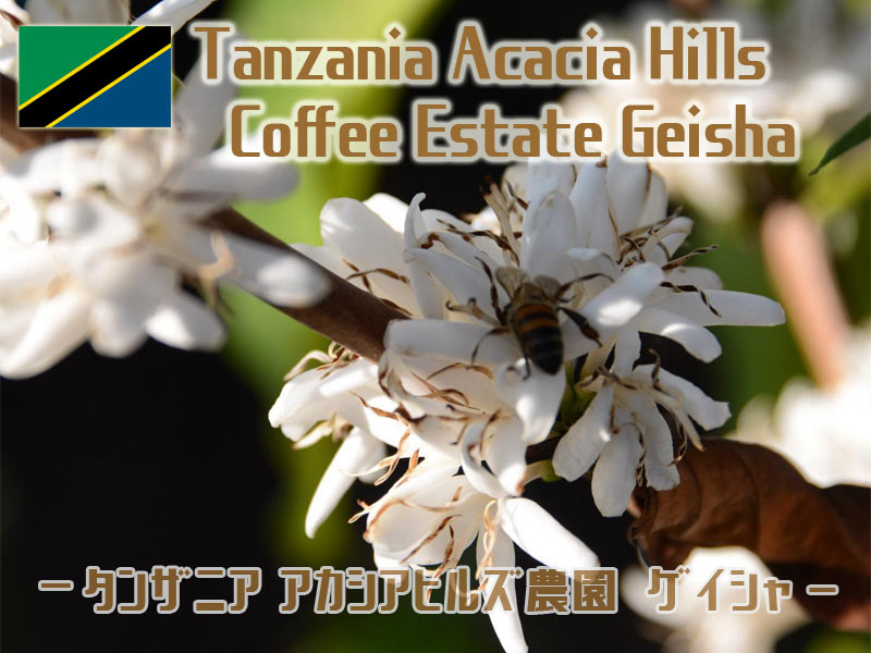 アカシヤゲイシャ0001 アカシアヒルズゲイシャ0001サムネイル