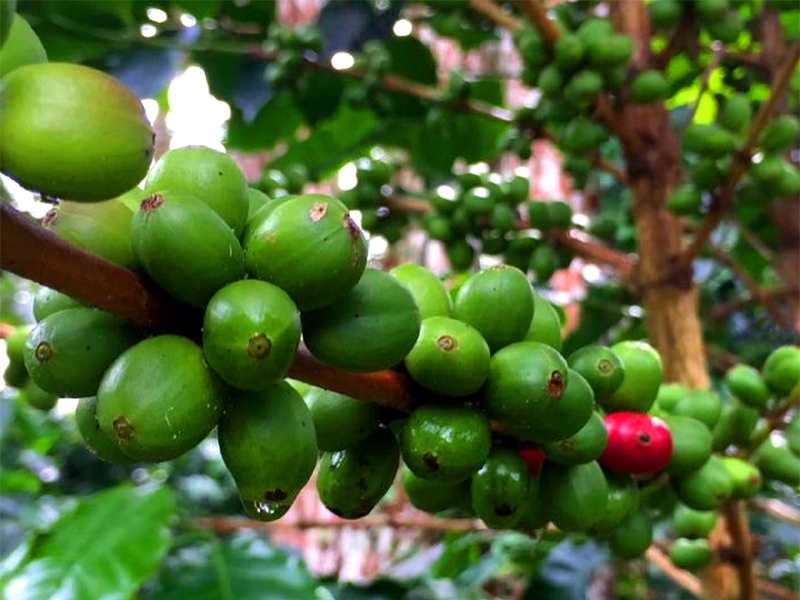 コロンビア エルディビソ003l