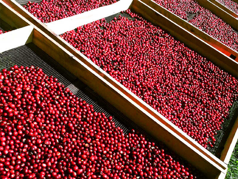 コロンビア エルディビソ005l