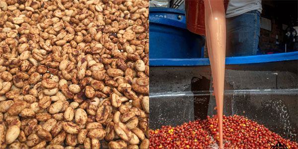 コロンビア-エルディビソ文章画像。