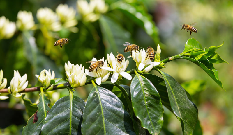 コロンビアサルサ農園0006サムネイル画像