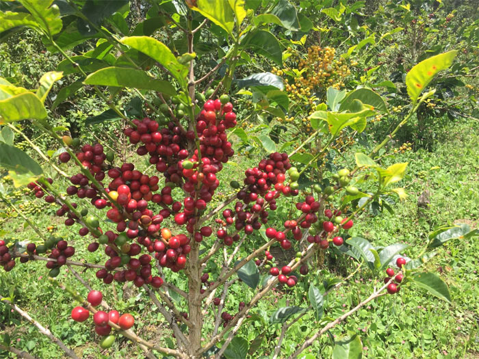 ベジャビスタ002