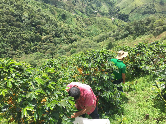 ベジャビスタ004